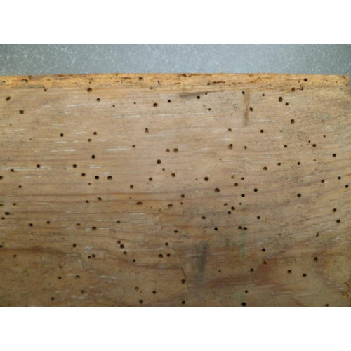 Présence de vrillettes dans le bois