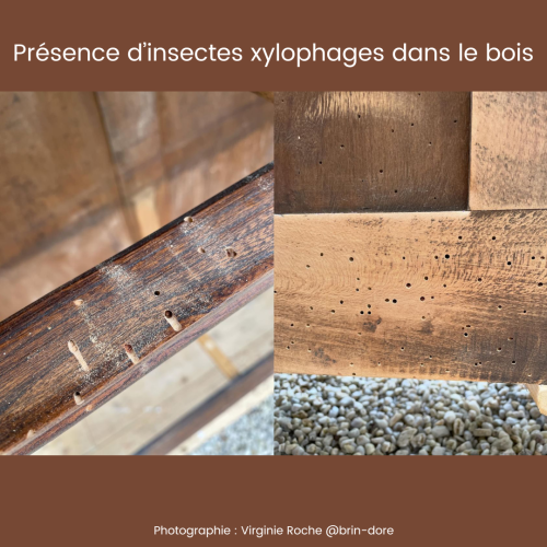 Présence d'insectes xylophages dans le bois